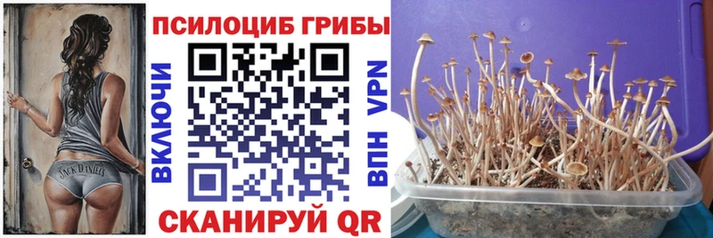 Псилоцибиновые грибы Magic Shrooms  hydra зеркало  Тайшет 
